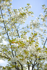 Close-up white cherry blossom sakura in spring time. Nature background. High quality photo. Sakura flower in full bloom in spring. Womans, mother day postcard