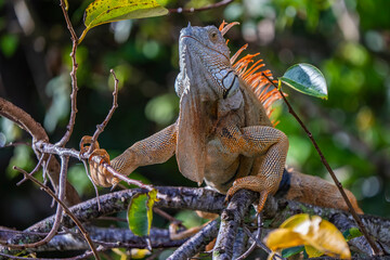 iguana in the forest