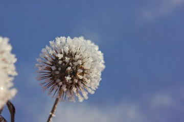 close up photo of a thorn plant frozen in the frost. beautiful winter backgrounds and textures wallpaper. plant in ice