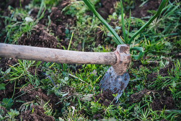 photo of small hoe between the earth and grass of a family garden