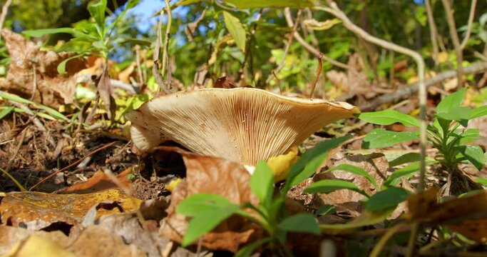 Close up shot of edible woodland mushroom grow on ground on dry rotting leaves