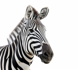 A close-up portrait of a zebra, showcasing its intricate black and white stripes, expressive eyes, and majestic mane against a white background.