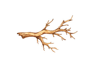Fototapeta premium Watercolor illustration of a dry brown tree branch. A graphic element of a botanical drawing is a tree branch without leaves. Isolated on a white background. Natural decor from dry sprout.