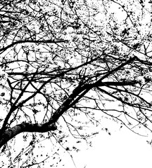 Silhouette of branched branches of a tree in black and white, modern, artistic image abstract