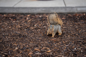 squirrel in the park