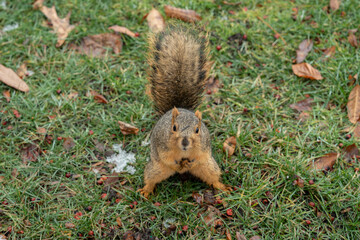 squirrel in the park