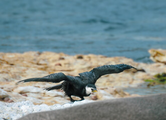 Little Shag Or Little Pied Cormorant Flying Towards Camera