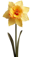 yellow daffodil isolated on transparent background
