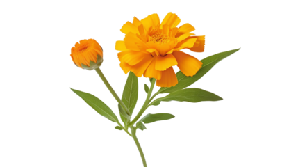 single marigold isolated against transparent background
