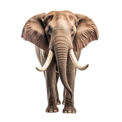 Obraz premium Portrait of an Elephant front view, full body standing isolated on transparent background