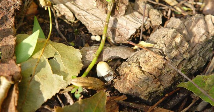 Very small white round mushrooms on a ground on dry leaves and tree barks