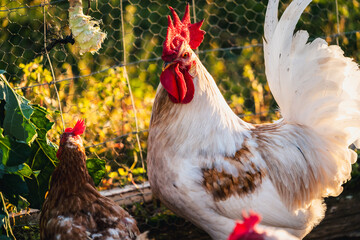 photo of white rooster in the chicken coop while eating plants