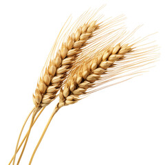 wheat ears isolated on white