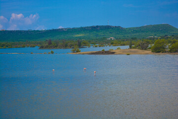 The salt pans of Jan Kok, also known as the Flamingo Sanctuary Sint Willibrordus.
American flamingo...