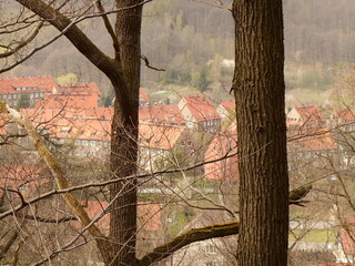 Town buildings from behind the trees