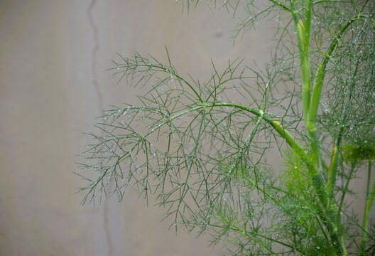 Orvalho na erva-doce