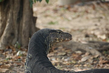 Water monitor lizard in Lumphini park in Bangkok (Thailand)