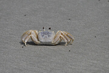 Ghost Crab