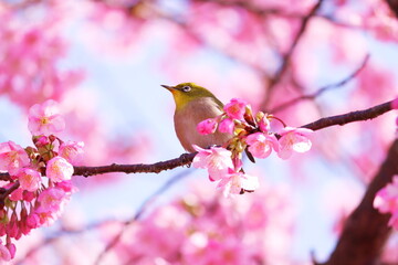 満開の桜とメジロ