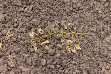 Withered and dead plants in a bone-dry field in agriculture