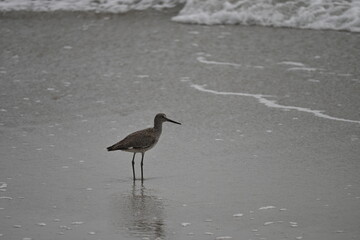 Wading Willet