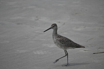 Willet on the Sand
