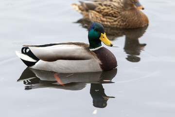 A selective focus shot of the head male mallard duck