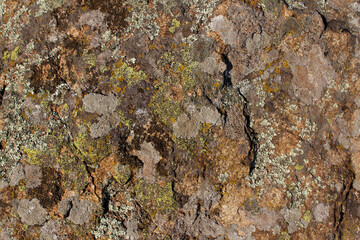 granite texture with moss

