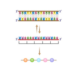 Transcription, DNA is converted into a mRNA. Reverse Transcription, mRNA is converted into a DNA. Translation, mRNA directs protein synthesis. Genetic code. Vector illustration.