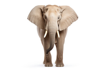 Obraz premium Powerful and Majestic: Closeup Portrait of an Isolated African Elephant, Symbol of Strength and Wilderness, Approaching with Determination in the Grey Background