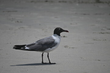 Laughing Gull
