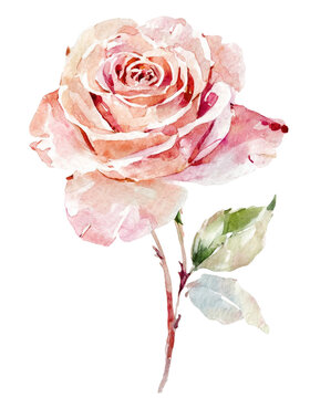 Watercolor set of roses, leaves and buds isolated on a white background. The beautiful elements for design of wedding invitation, poster, greeting cards.