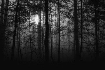 Haunting image of light drowning in the darkness of the trees and fog.