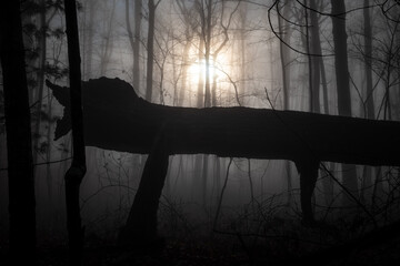 A fun haunting image of a downed tree, resembling a giant mysterious beast. Backlit by the...