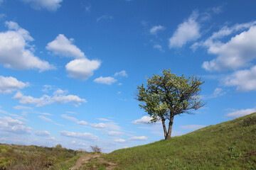 Fototapeta na wymiar tree on the hill