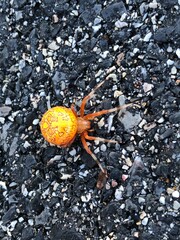 Pumpkin Spider