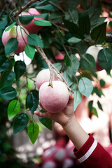 Little kid’s hand holding a peach on the end of the branch