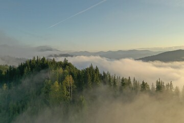 Aerial view of beautiful mountains and conifer trees on foggy morning