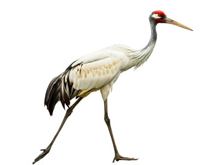 red crowned crane isolated - obrazy, fototapety, plakaty
