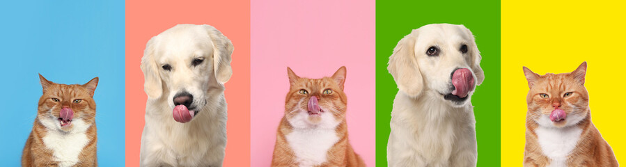 Cute Labrador Retriever and cat showing tongues, collection of photos on different colors backgrounds