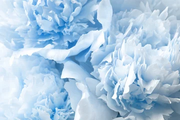 Poster Pioenrozen Beautiful light blue peonies as background, closeup view