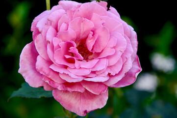 pink rose in garden