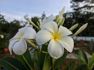Plumeria obtusa flower in the morning