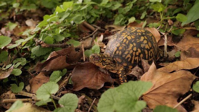 North American box turtle (Terrapene) small turtles with a convex shell. They live in the USA and Mexico near bodies of water.