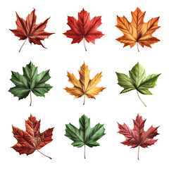 Fototapeta premium set of autumn leaves, Isolated maple leaves on white