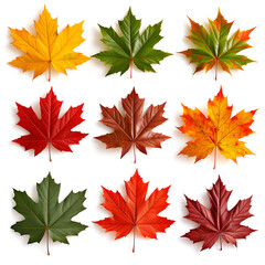 set of autumn leaves, Isolated maple leaves on white