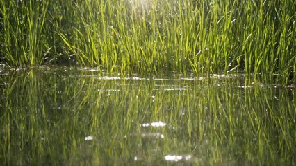Soft-focus capture of a natural waterscape amid plant life, backlit by a sunburst, reflecting environmental artistry