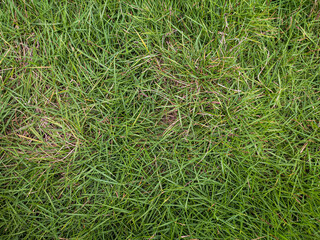 close up grass picture