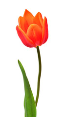 Orange tulip flower isolated on white background. Still life, wedding. Flat lay, top view