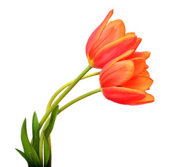 Bouquet orange tulips flowers isolated on white background. Still life, wedding. Flat lay, top view